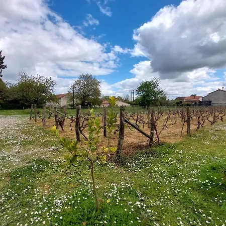 On A Vineyard Savigne